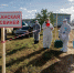 Оператиная информация по заболеванию свиней африканской чумой в Амурском районе - Амурский район