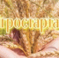 agrostartap.jpg - Город Амурск